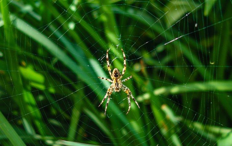 a garden spider on a web