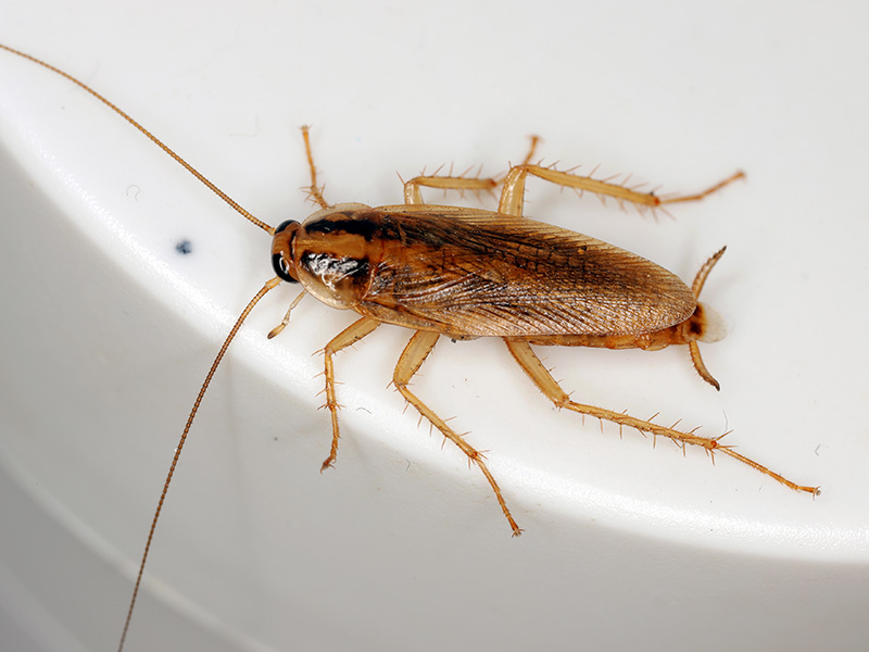 german cockroach crawling in kitchen