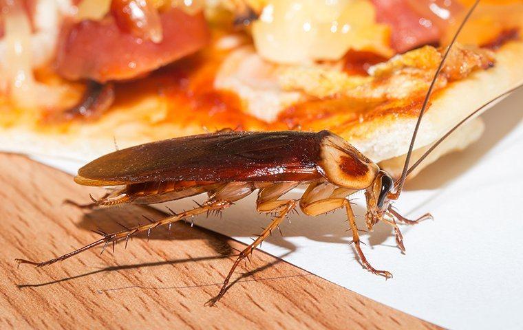 German cockroach looking for food