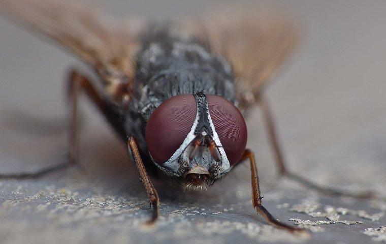 a house fly in a jacksonville kitchen