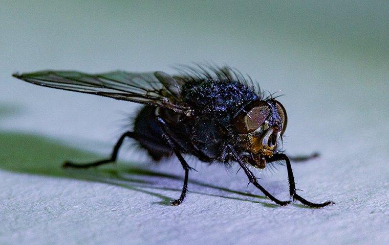 a house fly on white countertop