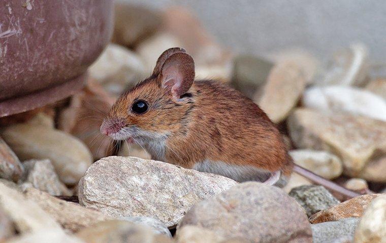 house mouse infesting home landscaping