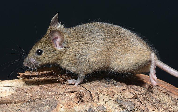 up close image of a house mouse walking on a piece of wood