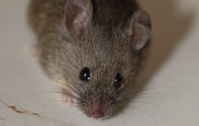 mouse on a table