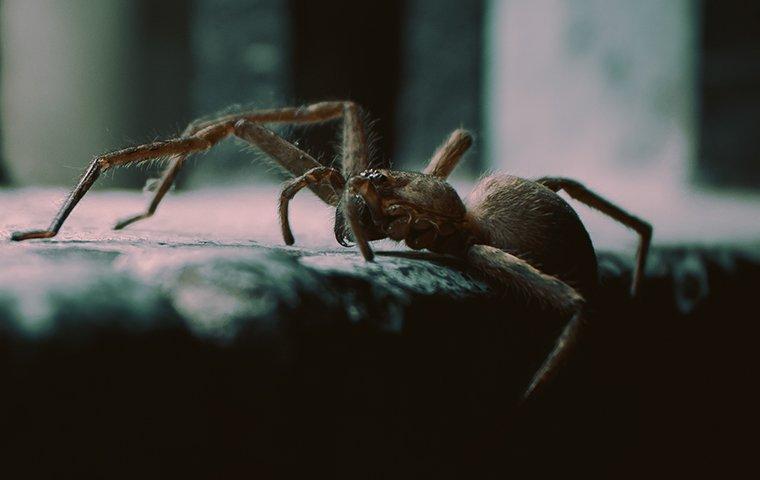 spider crawling up a step