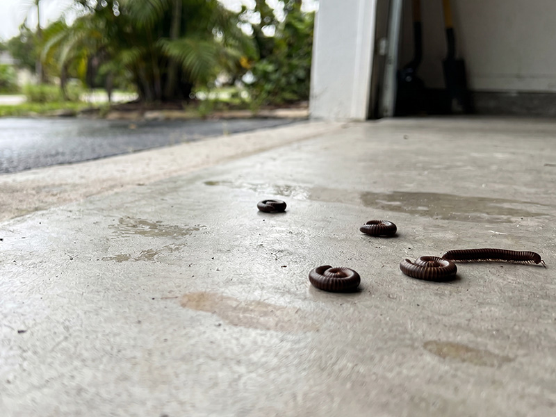 millipede on concrete