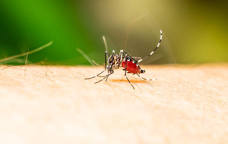 mosquito biting a person