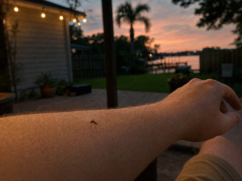 mosquito on an arm