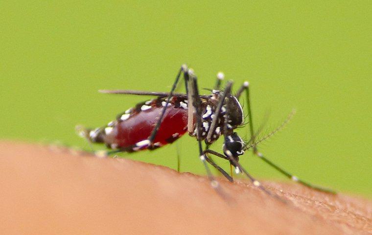 mosquito biting skin