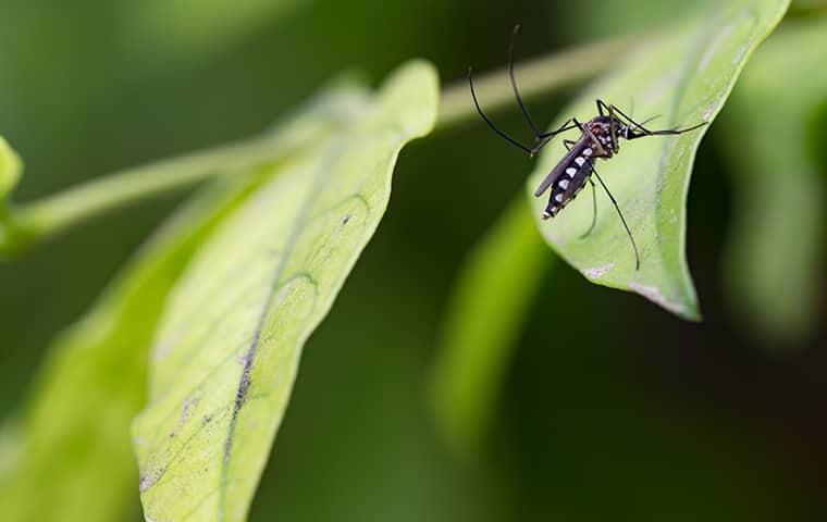 mosquito on a leaf