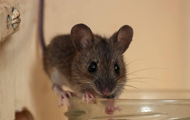 rodent on drinking glass