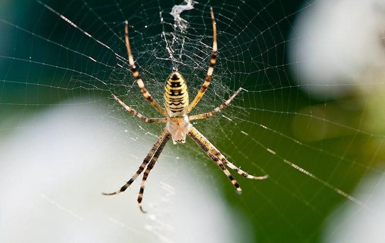 an orb weaver spider