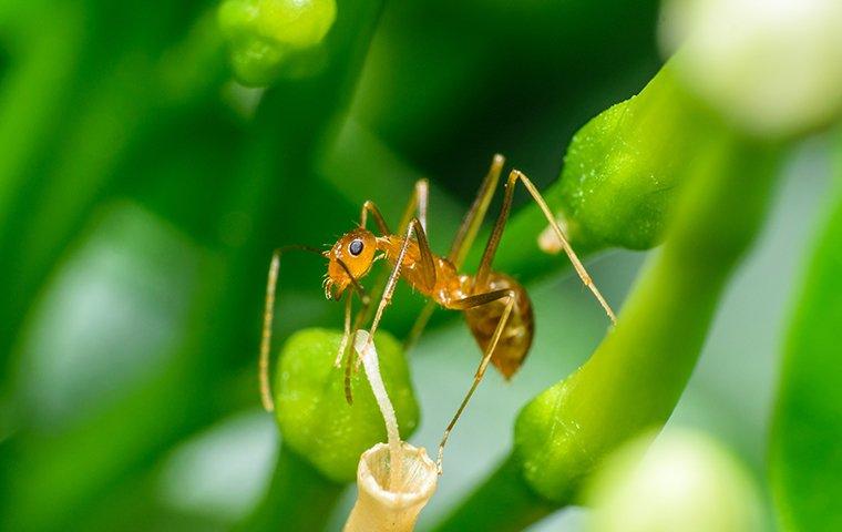 a pharaoh ant on the stem of a leaf