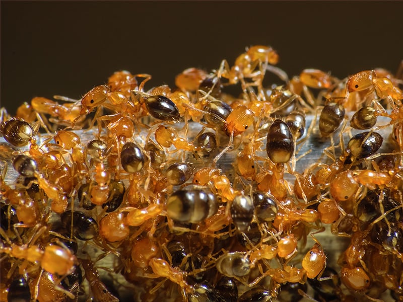 several pharoah ants inside jacksonville fl home