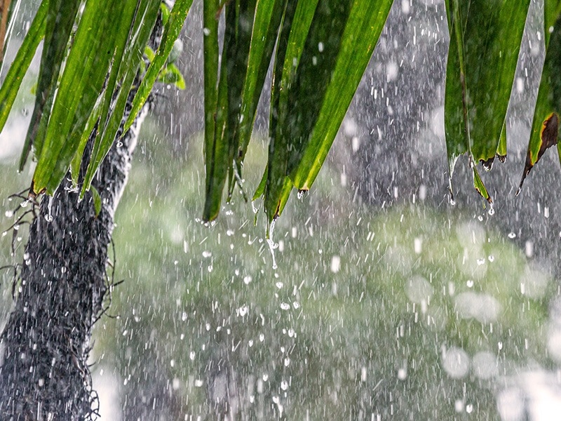 rainy spring day in jacksonville