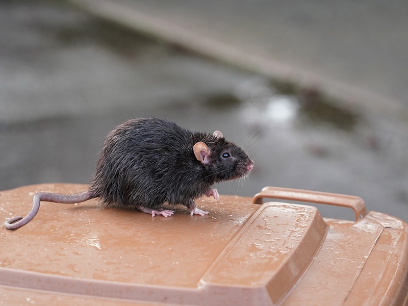rat on a post