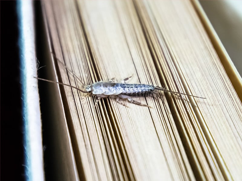 silverfish on paper