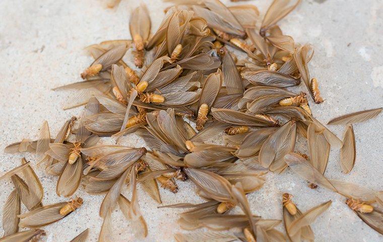 swarming termites laying on the ground