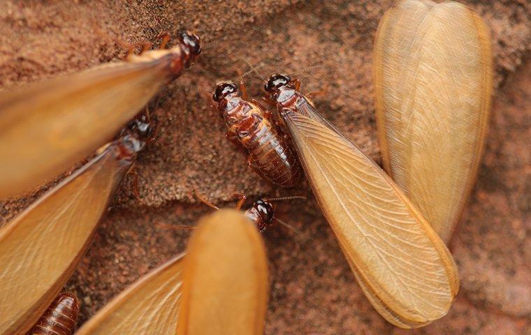 termite swarmers on sand