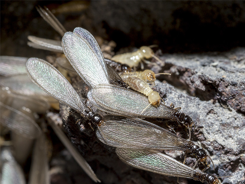 termite swarmers in jacksonville fl