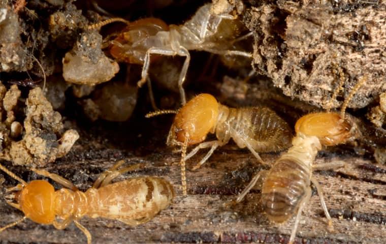 a swarm of termites biring theor way through a wooden structure in a home in florida