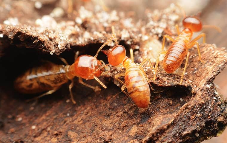 a swarm of termites chewing on tree bark in jacksonville florida