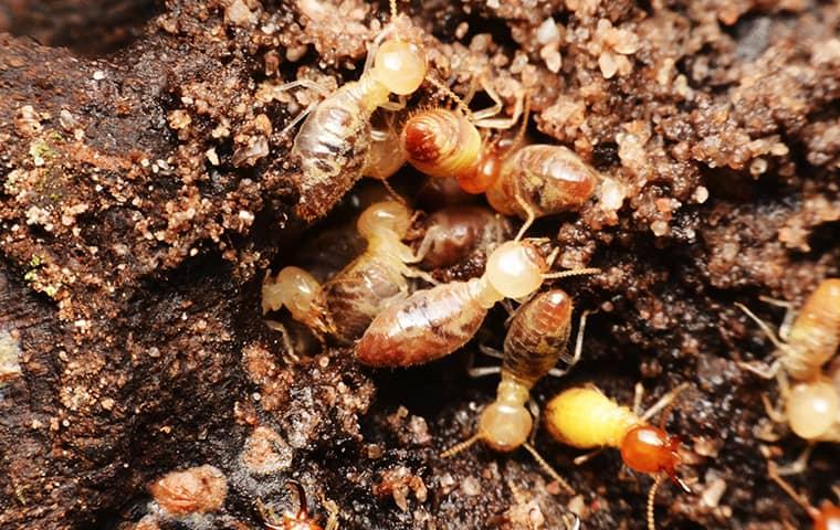 termites in jacksonville