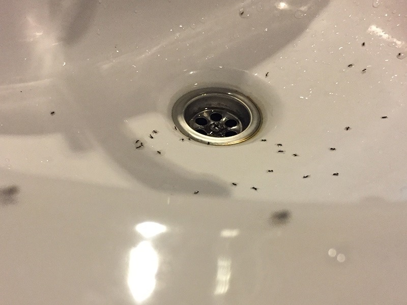 ants in bathroom sink
