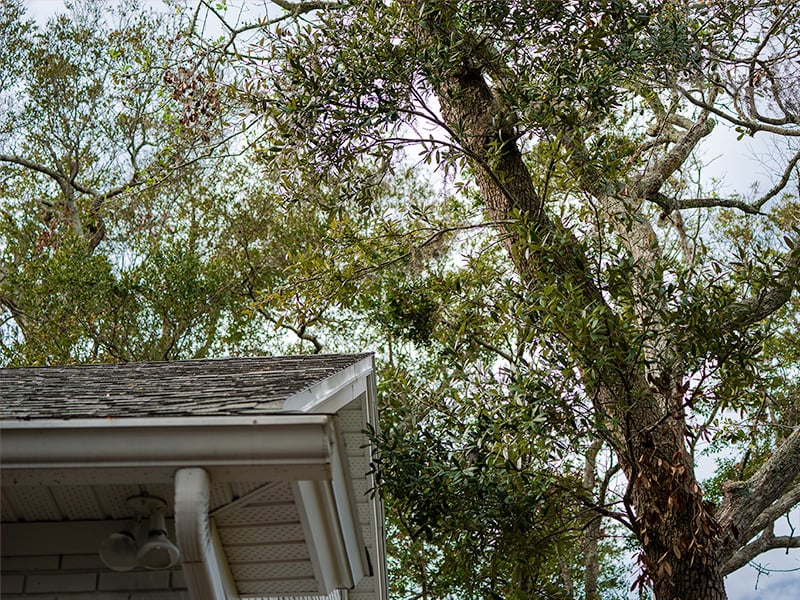 tree branches touching roof of atlantic beach home