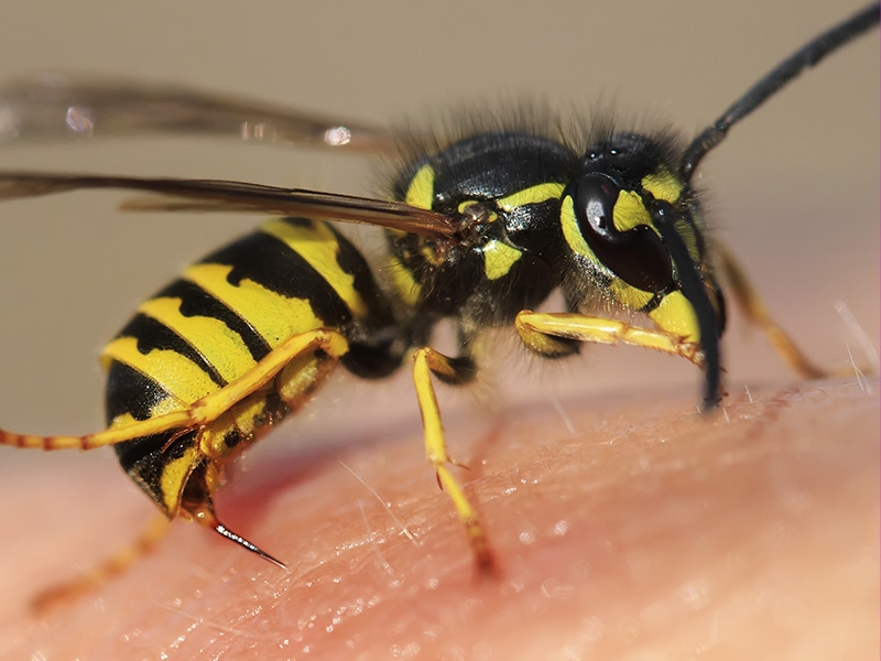 wasp in jacksonville
