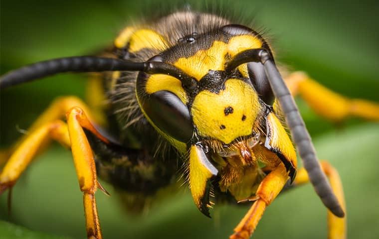 a very latge yellow jacket and wasp nesting in jacksonville florida