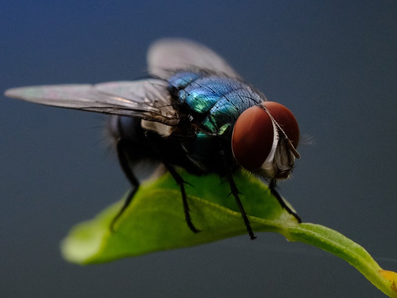 adult blow fly