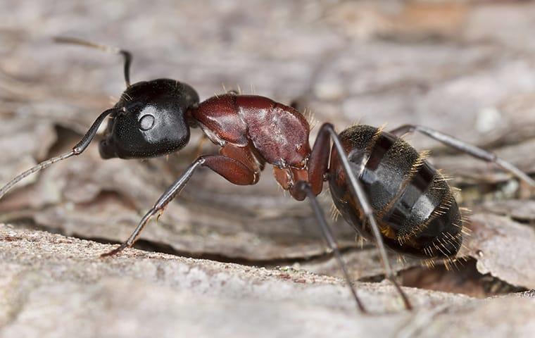 carpenter ant on wood