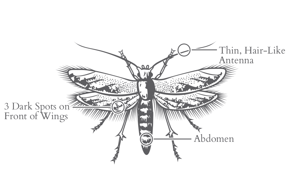 diagram of a casemaking clothes moth