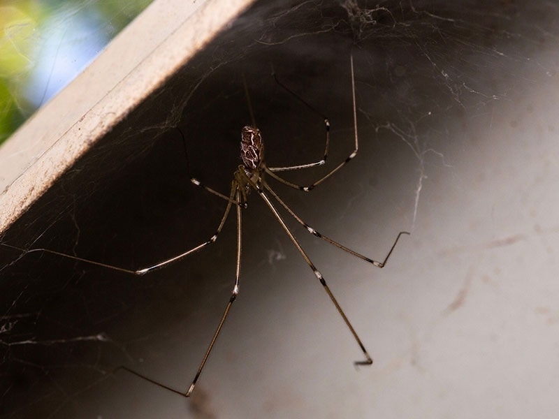 cellar spider on jacksonville home
