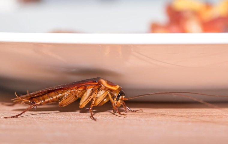 cockroach on kitchen floor