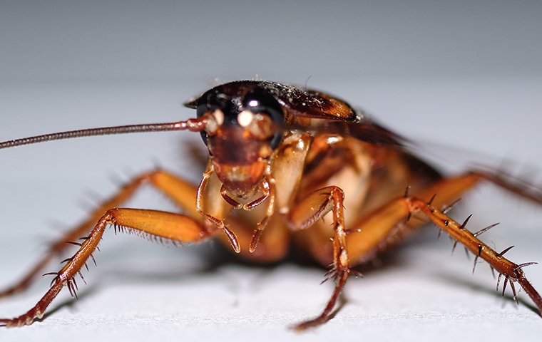 cockroach inside house