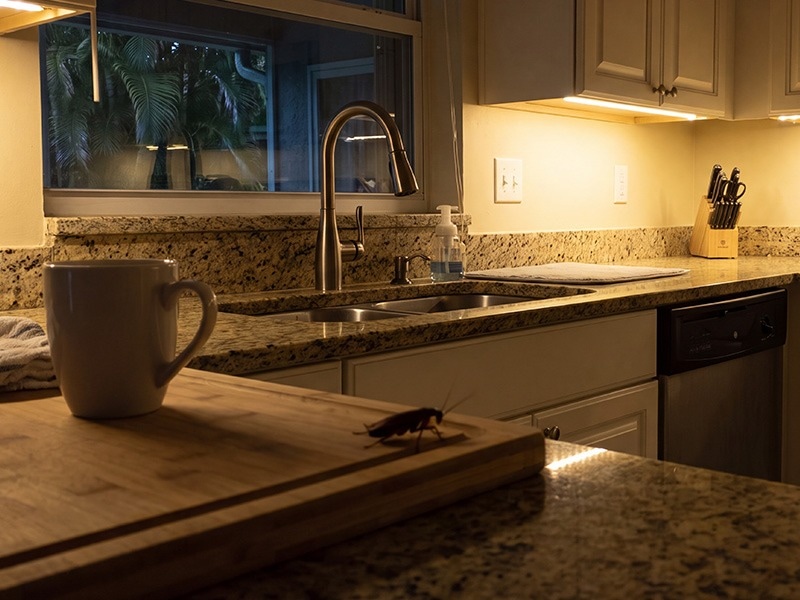 cockroach walking across kitchen counter in jacknsonville home