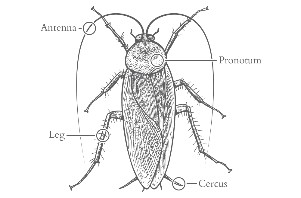 an illustration of a cockroach
