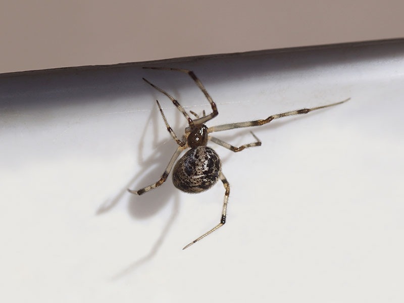 common house spider