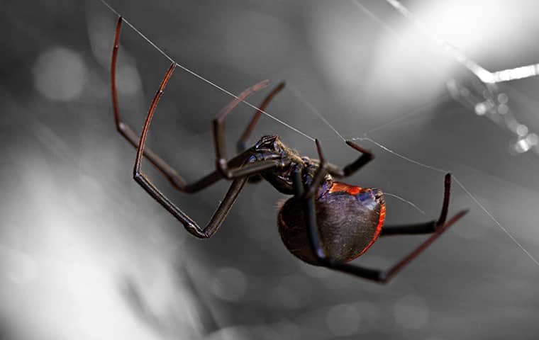 black widow spider building web inside jacksonville, fl home