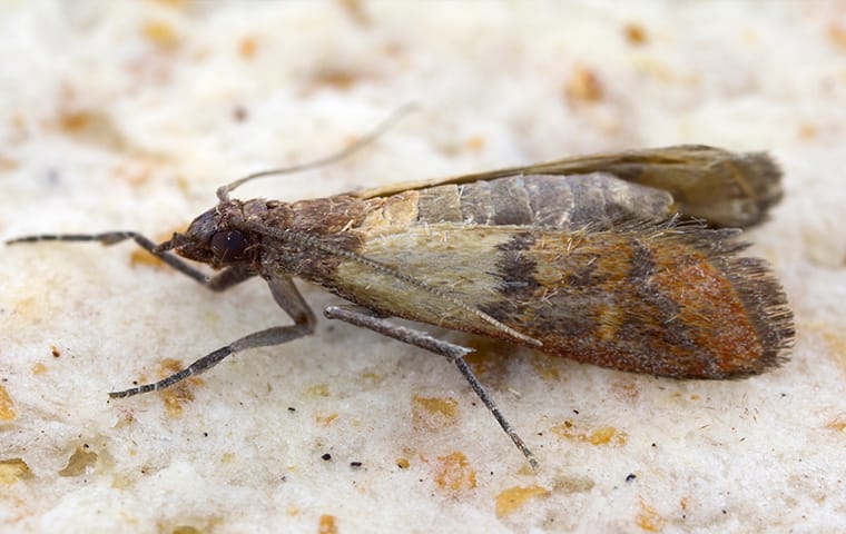 indian meal moth up close 