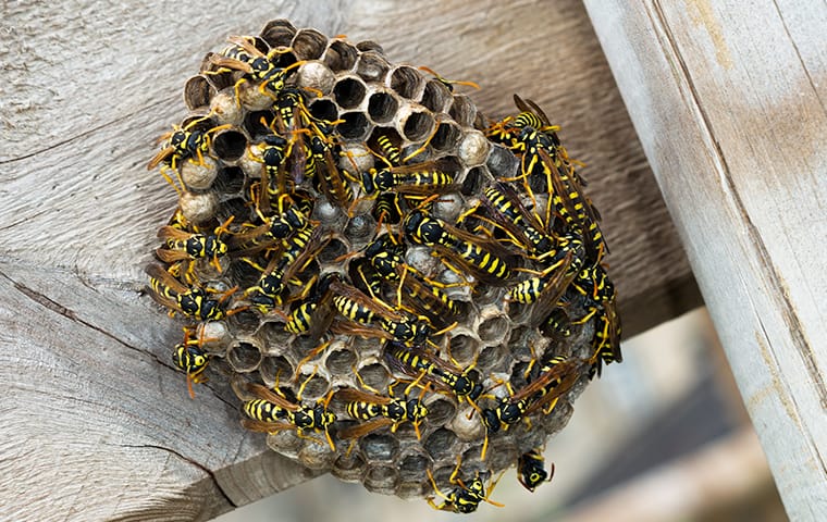 wasp nest up close 