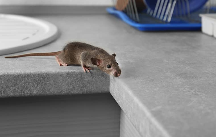 rodent on a kitchen countertop in jacksonville florida