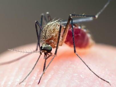 mosquito on hand