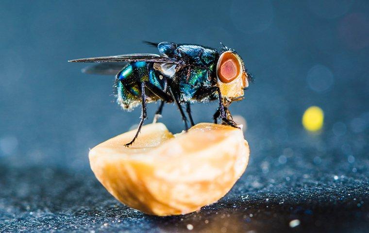 blow fly on food