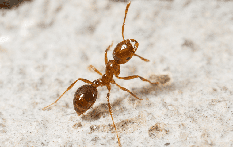a fire ant in dirt outside of a saint augustine florida home