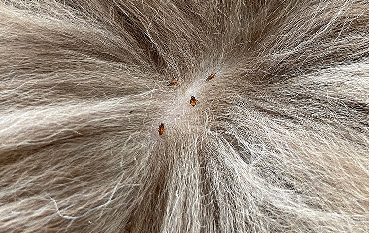 fleas on pet