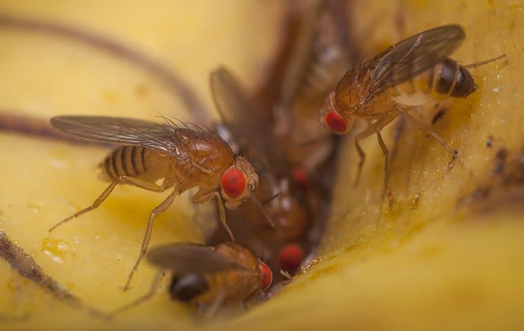 fruit flies on rotting food