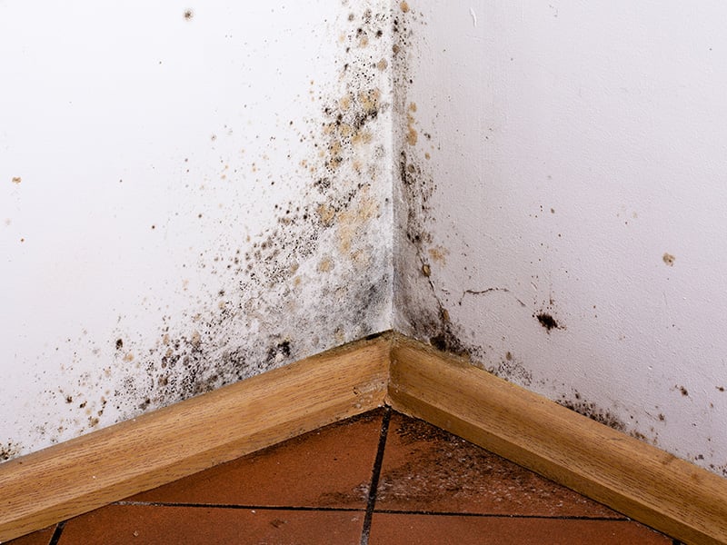 mold inside jacksonville home